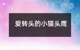 愛轉(zhuǎn)頭的小貓頭鷹