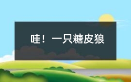 哇！一只糖皮狼